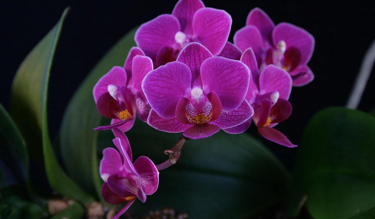 Choosing Pet Safe Plants for Family Homes