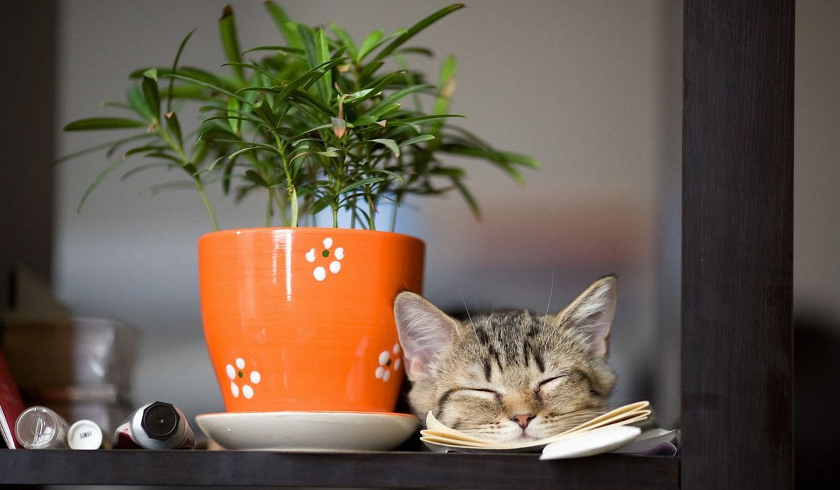 Dealing with Fungus Gnats in Houseplant Soil
