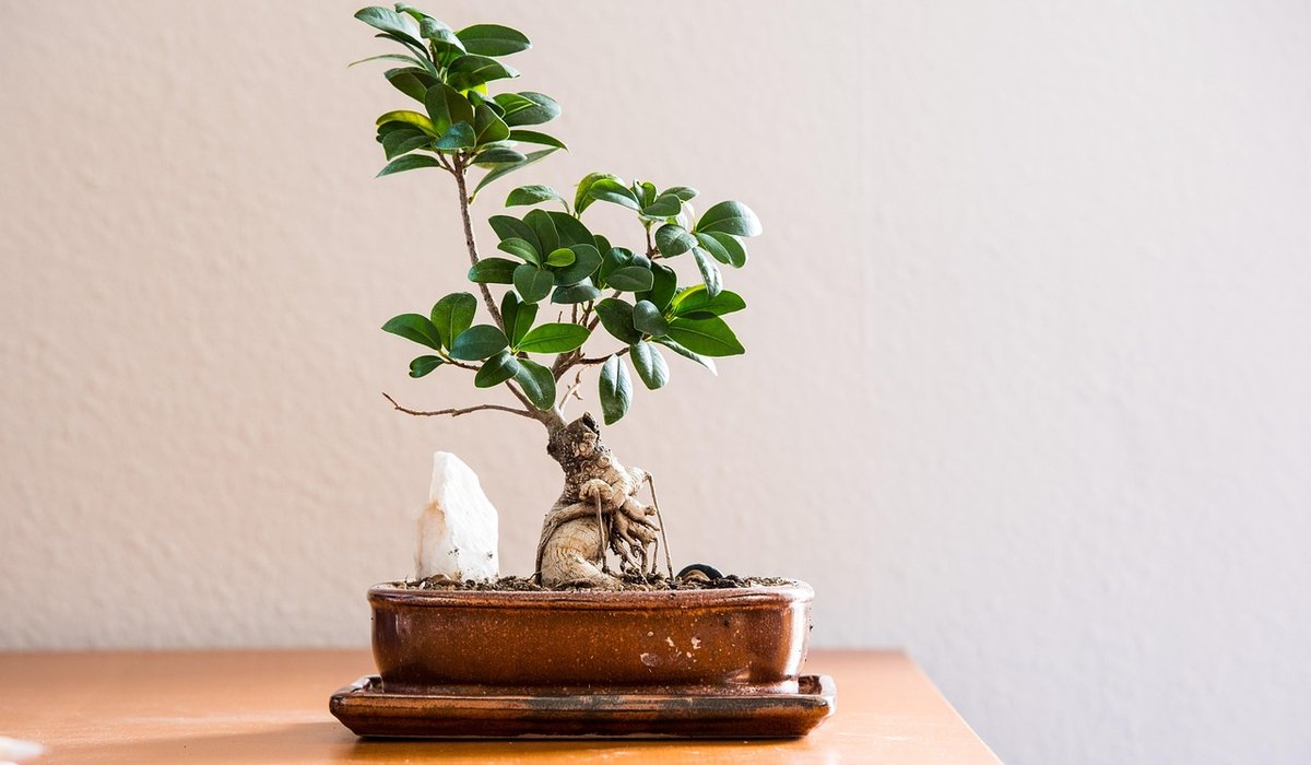 How to Clean Dusty Leaves on Indoor Plants