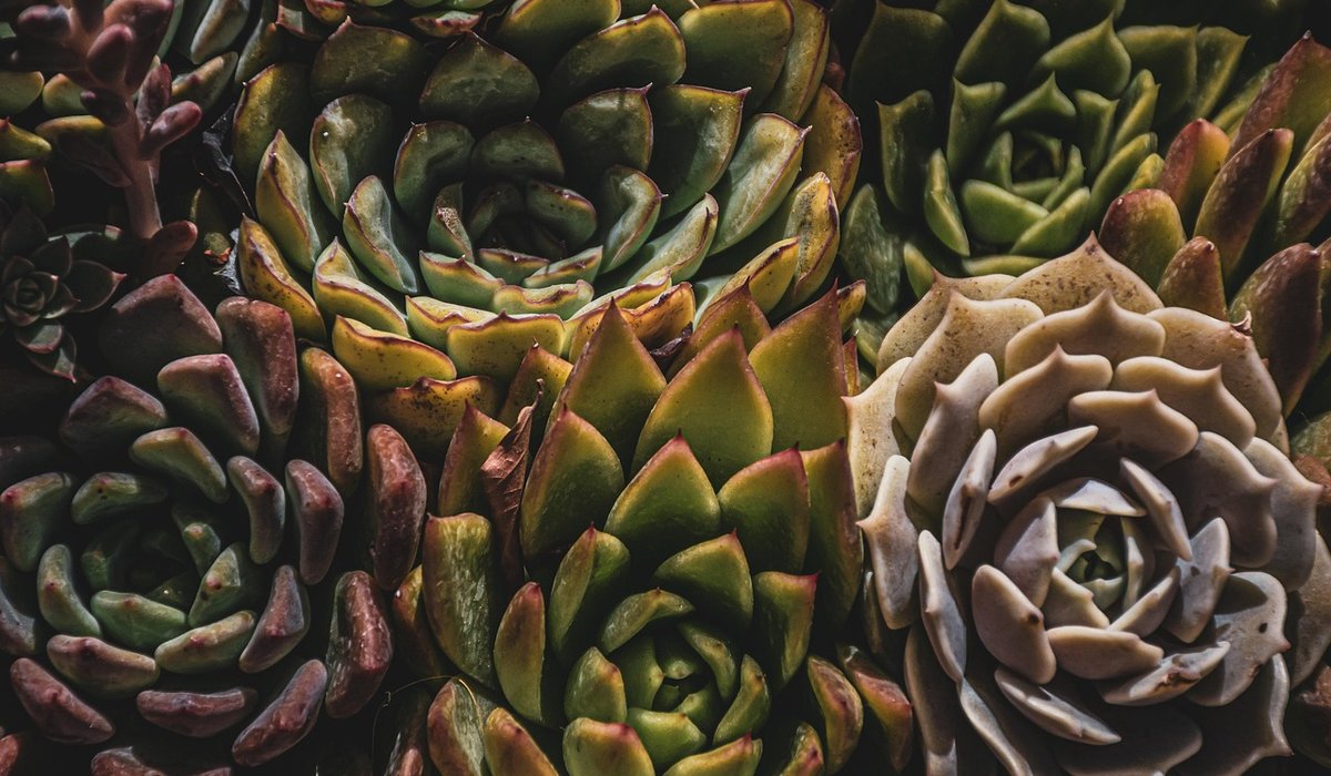 How to Increase Humidity for Tropical Houseplants