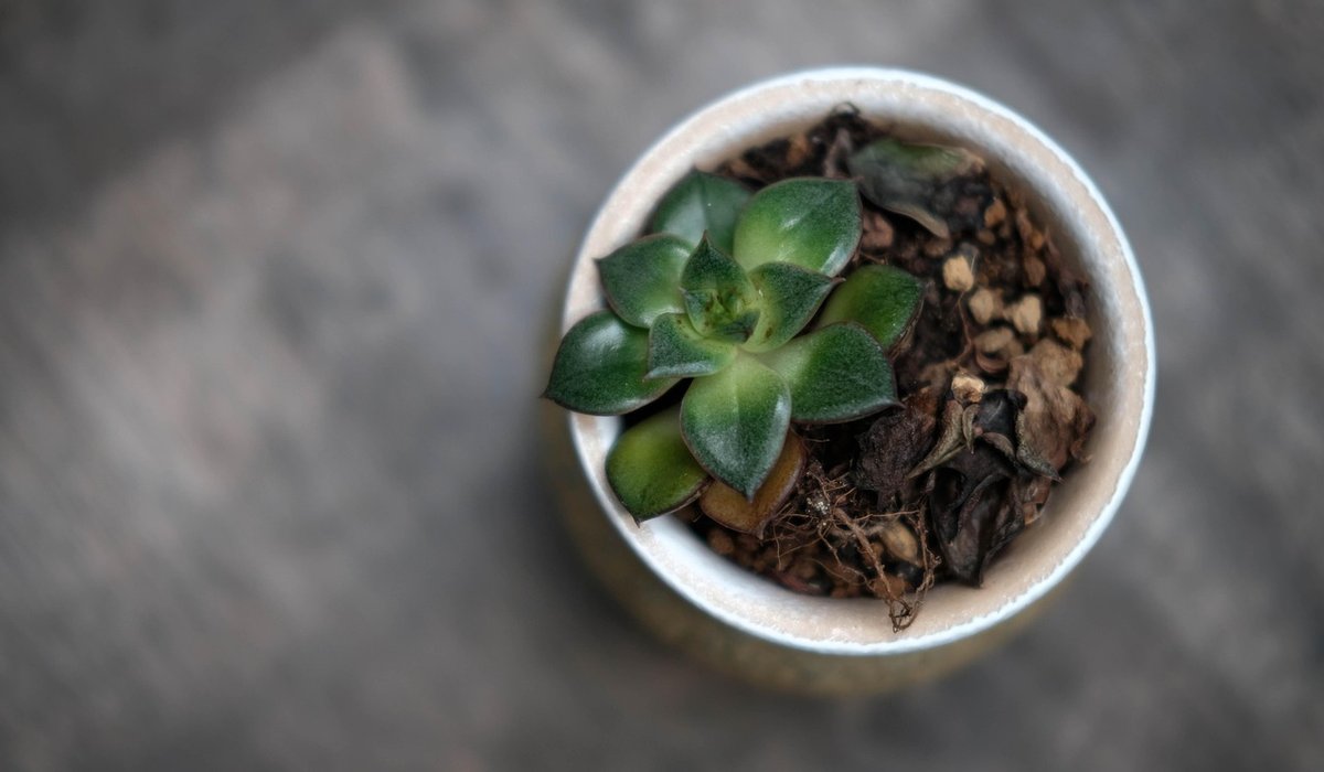 How to Revive a Drooping Houseplant Safely