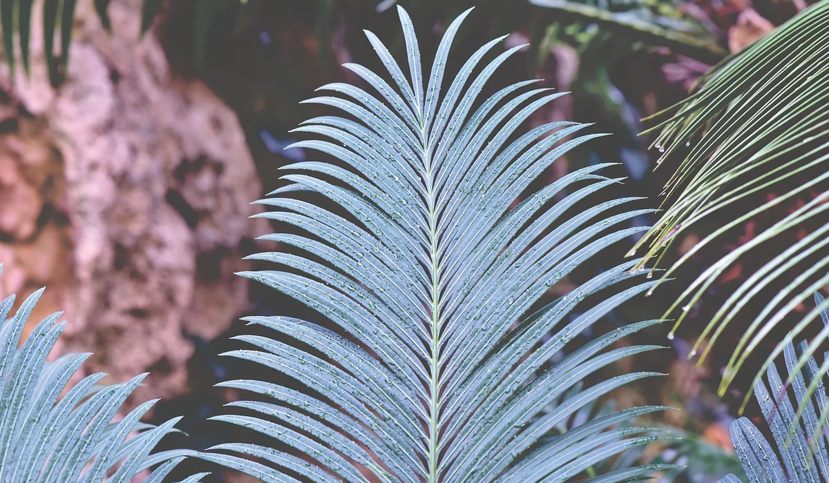 Making a Stylish Indoor Plant Display for Small Flats