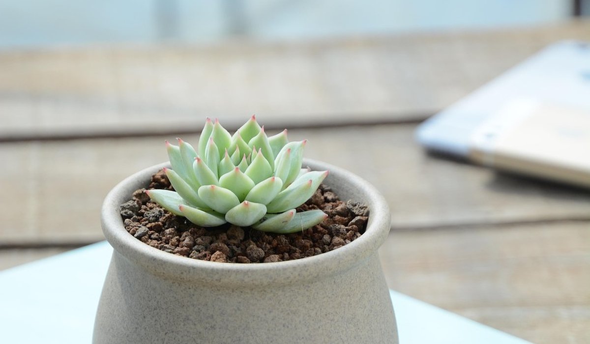 Managing Spider Mites on Indoor Plants Naturally