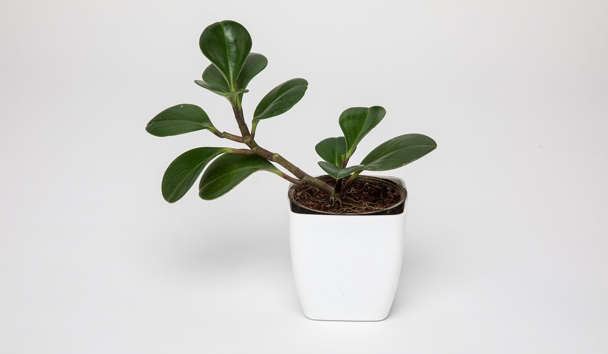 Understanding Fertiliser Needs for Indoor Plants