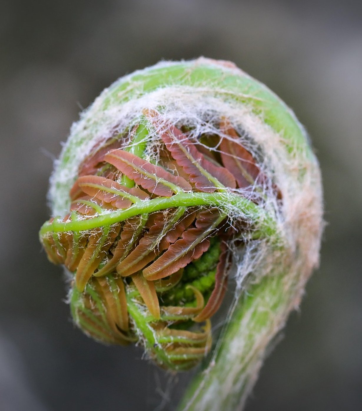 The Fresh Fern